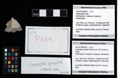 Foto (Objekt + Etikett) von Juracrista perculta (Robins et al., 2012)  (NHMW-GEO-2014-0194-0604)